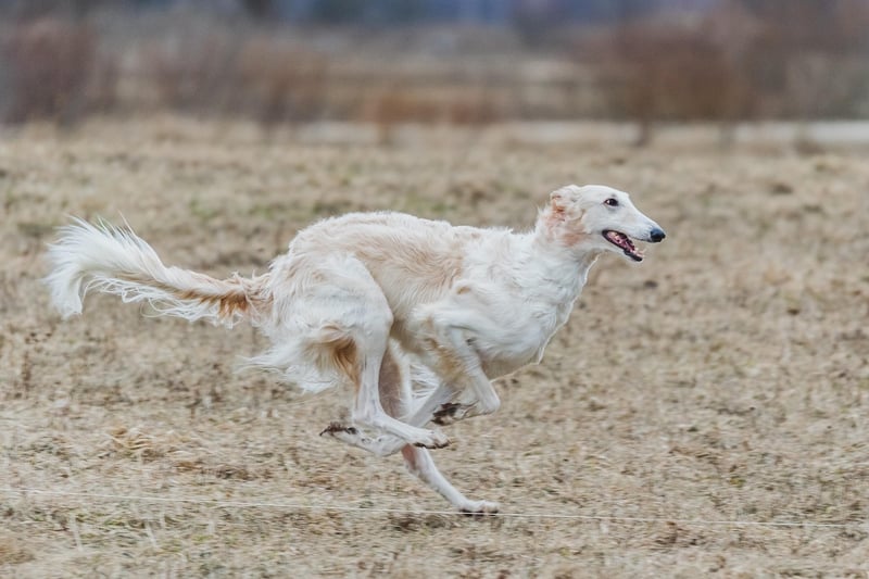 Tai Chi Pose